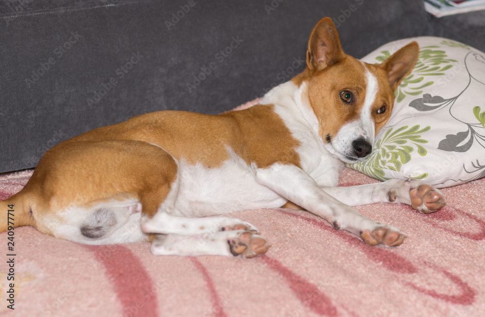 Tired mature Basenji dog lying on a sofa and ready to sleep on a master's pillow Tired mature Basenji dog lying on a sofa and ready to sleep on a master's pillow