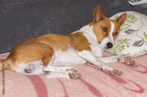Tired mature Basenji dog lying on a sofa and ready to sleep on a master's pillow