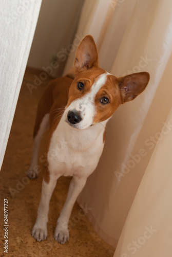 Indoor full body portrait of curious Basenji dog (11 month old)