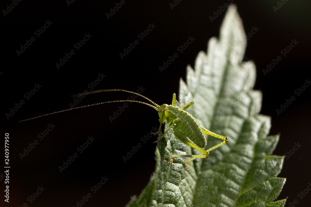 Fototapeta premium on the edge of the ...