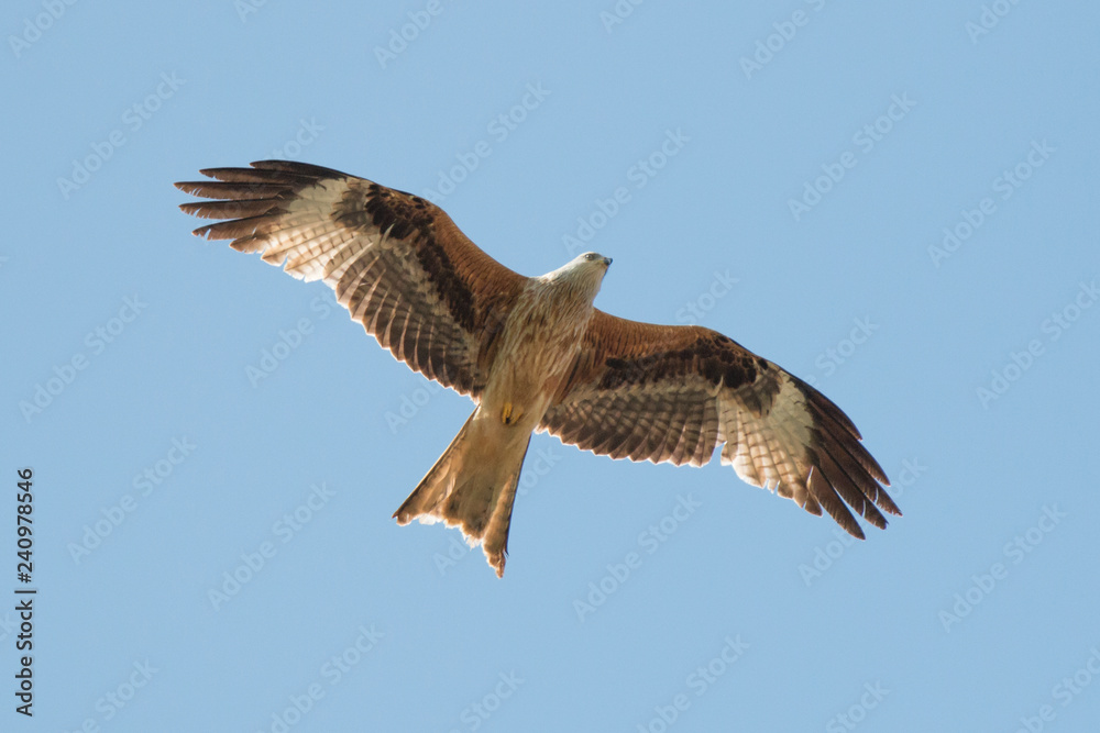 Obraz premium Red Kite