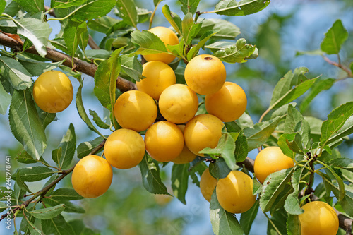 Fotografie Gelbe Wildpflaumen, Wilde Mirabelle, Prunus cerasiferalbe