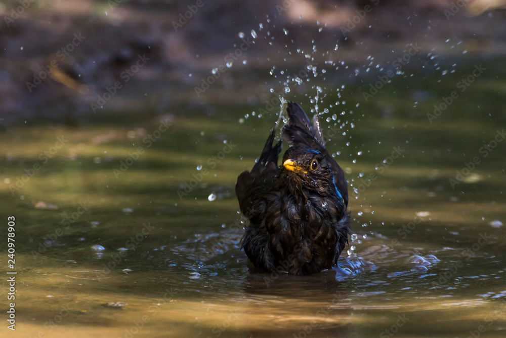 Blackbird (Turdus merula) takes a bath