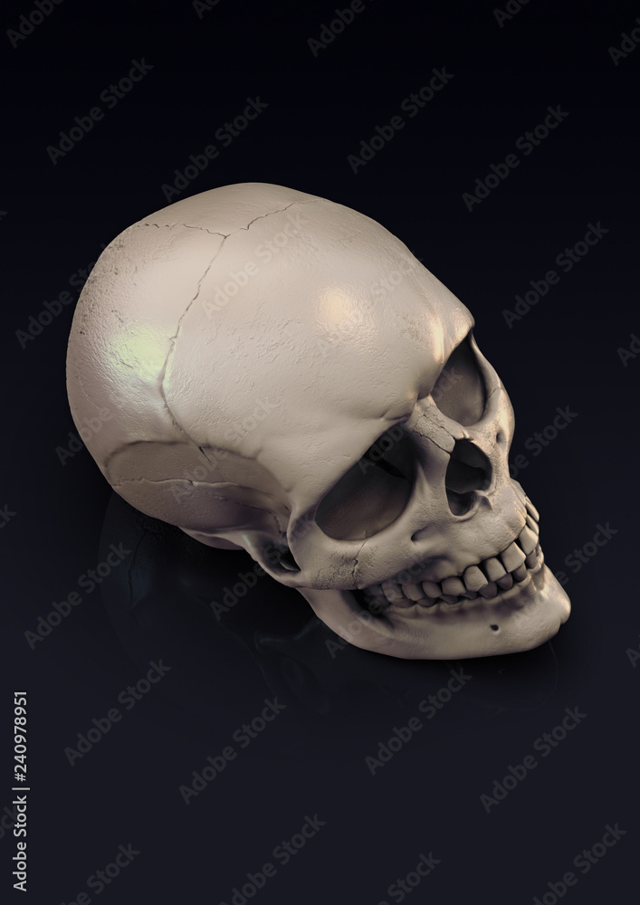 Skull render Skull render