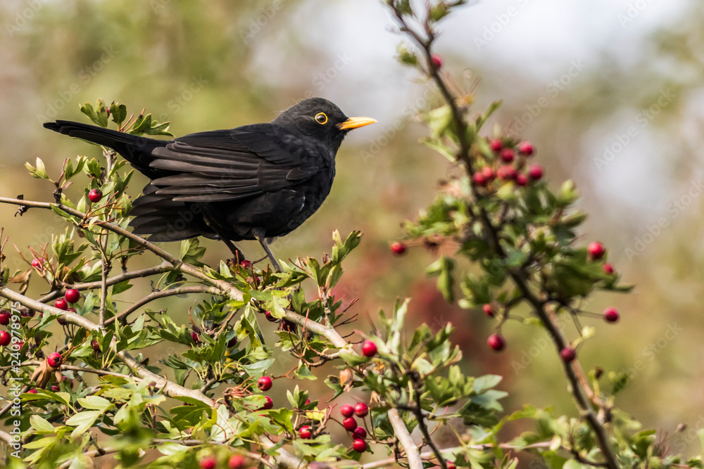 Blackbird (Turdus merula) on a branch Blackbird (Turdus merula) on a branch