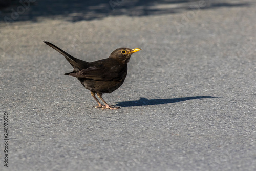 Blackbird (Turdus merula) on the ground