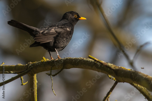 Blackbird (Turdus merula) on a branch