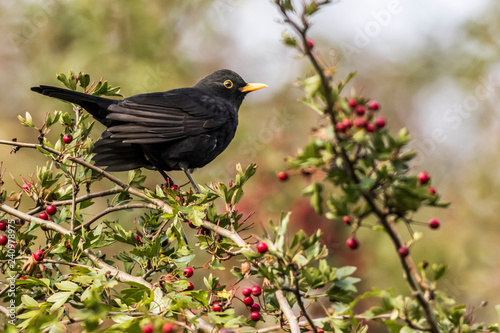 Obraz na płótnie Blackbird (Turdus merula) on a branch w salonie