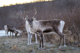 Reindeer in north Norway