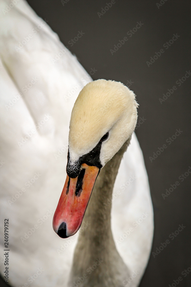 Obraz premium Portrait eines Schwanes, Schwanendetail