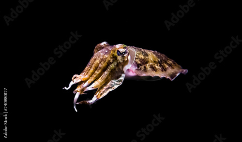common cuttlefish in closeup isolated on a black background, funny aquarium pet photo