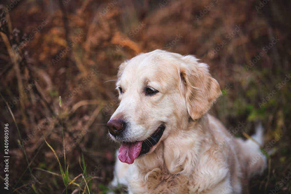 Close-up portrait of beautiful and friendly dog breed golden retriever lying in the autumn forest