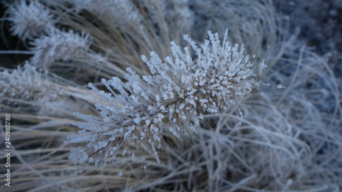 Schilfgras im frostigen Winter 