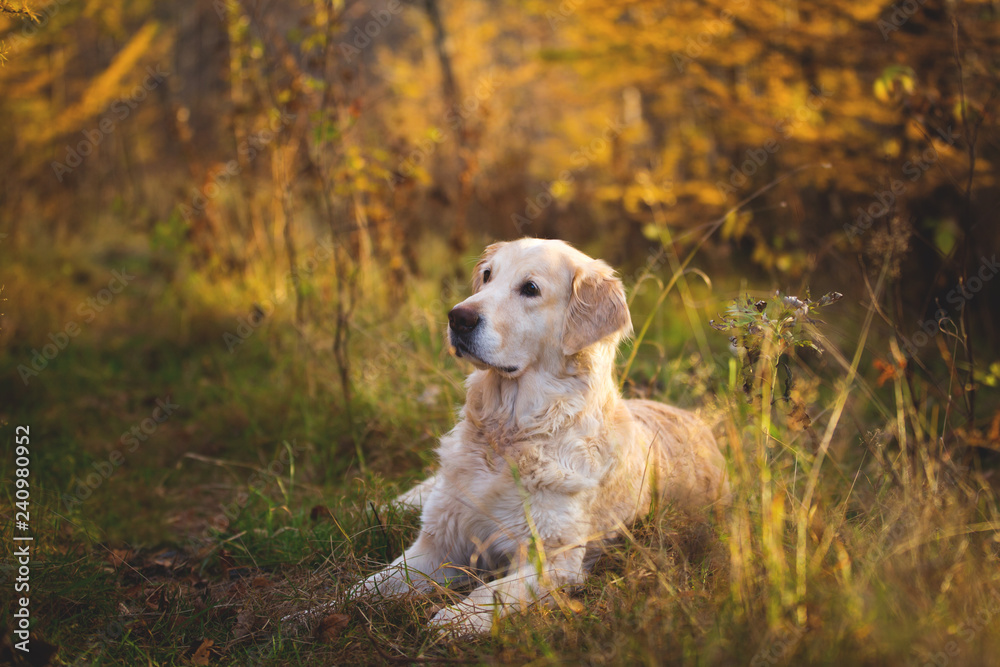 Portrait of adorable Golden retriever dog lying outdoors in the golden autumn forest