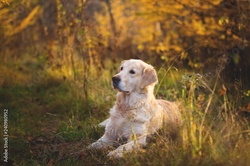 Portrait of adorable Golden retriever dog lying outdoors in the golden autumn forest