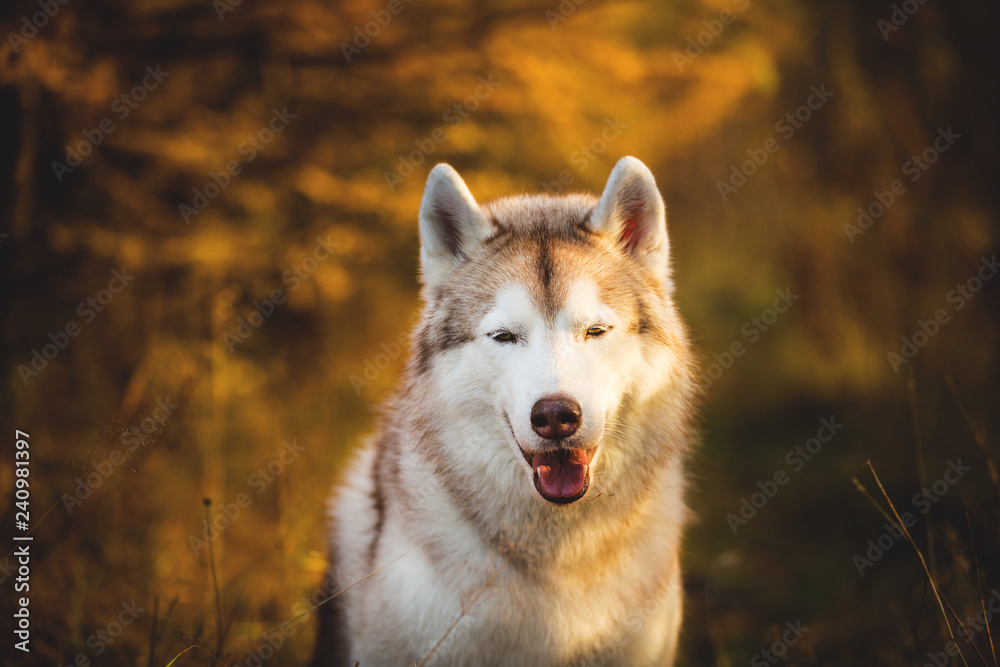 Close-up Portrait of gorgeous Beige and white dog breed Siberian Husky sitting in fall on a bright forest background.