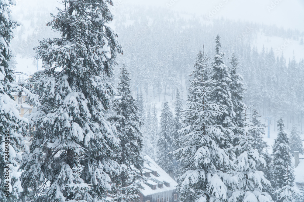 Naklejka premium Winter spruce mountain snow.. landscape winter.
