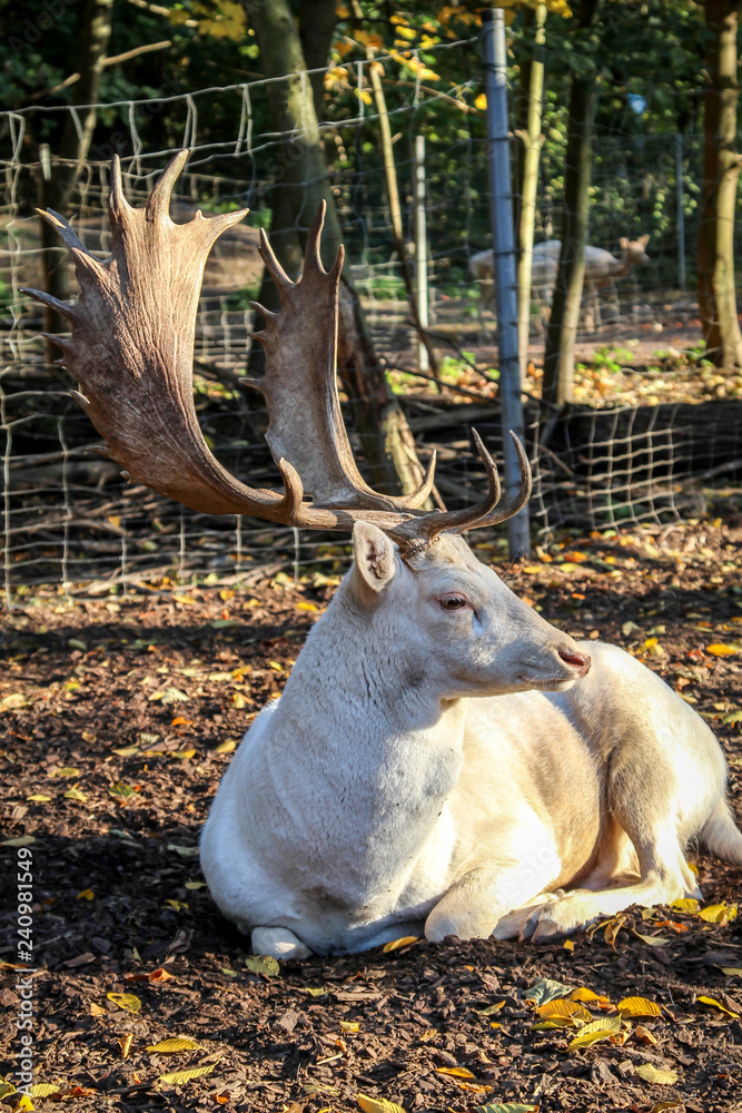 Fototapeta premium Detail, Portrait eines weißen Hirsches in der Herbstsonne