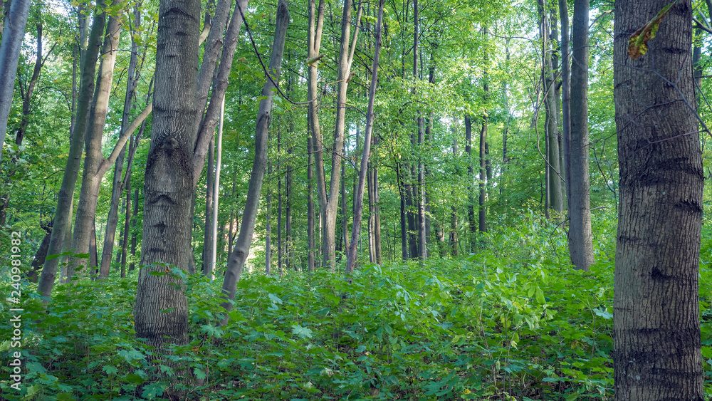 Fototapeta premium OLYMPUS DIGITAL CAMERA