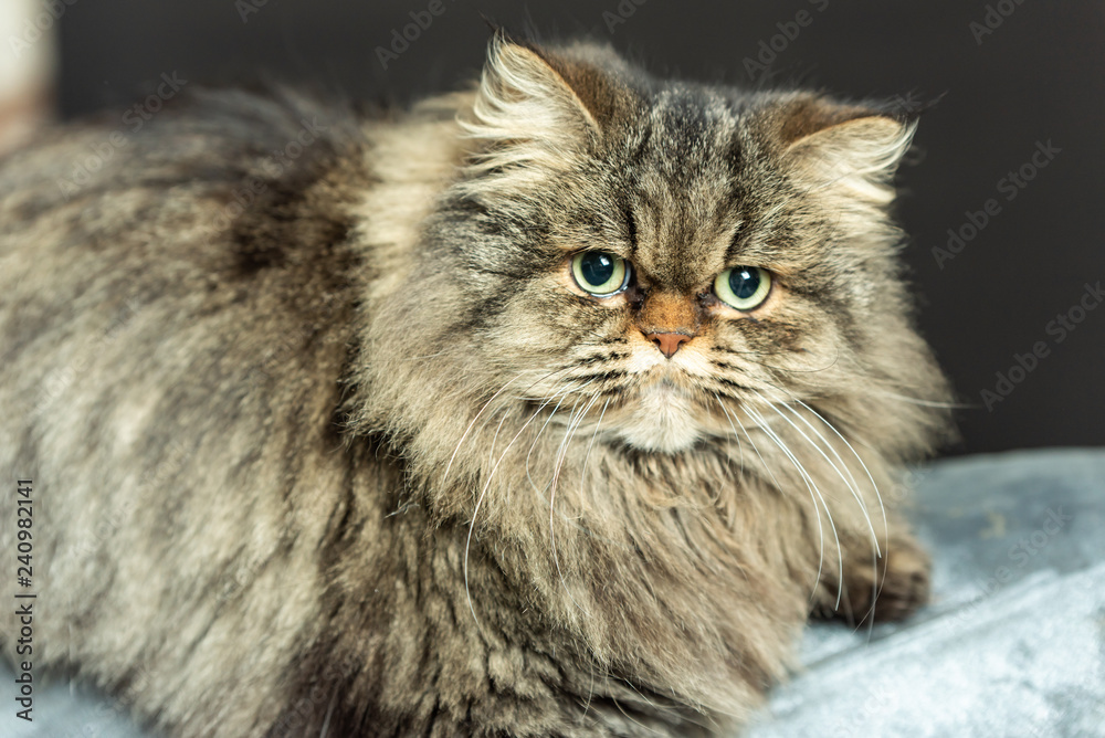 long-haired kitten rests relaxed in an armchair at home