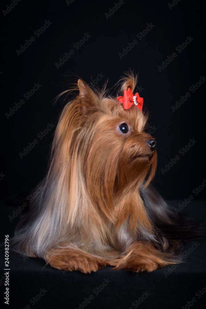 Naklejka premium Dog breed Yorkshire Terrier on a black background.