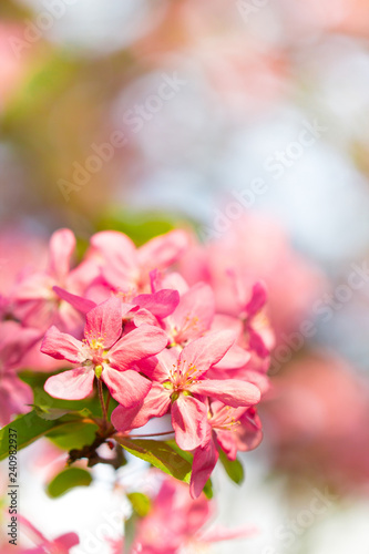 Blossom in pink and red cherry tree flower