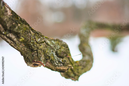 Dead tree branch covered in moss