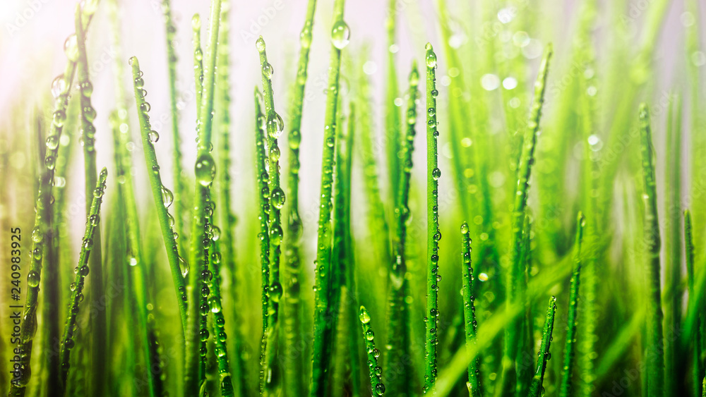 Obraz premium green Grass, Easter, Young Grass, sun's rays, Spring abstract background