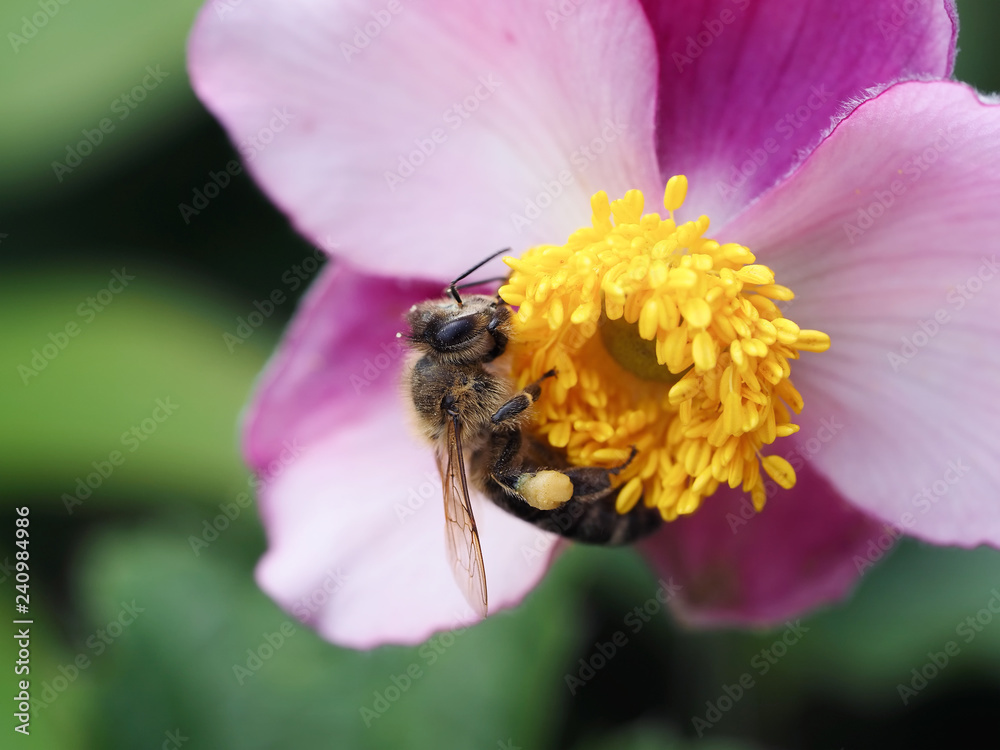 Biene beim Sammeln von Nektar an der rosa Blüte einer Herbstanemone Biene beim Sammeln von Nektar an der rosa Blüte einer Herbstanemone