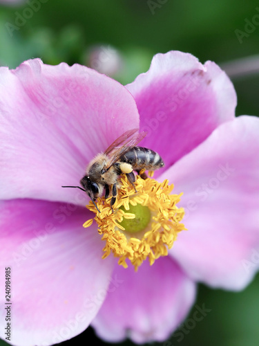 Biene beim Sammeln von Nektar an der rosa Blüte einer Herbstanemone
