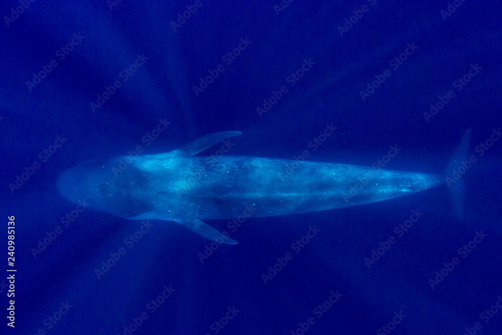 Blue Whale 