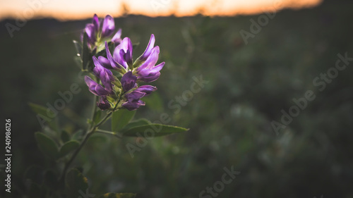 Pink Flower on a Field at dawn photo