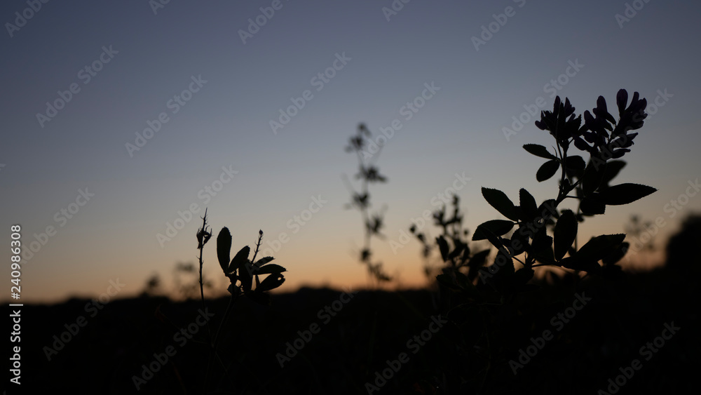 Silhouette of a plant on a field at dawn