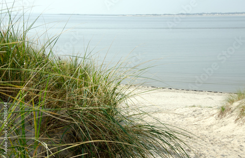 Fototapeta Naklejka Na Ścianę i Meble -  Dünengras auf Langeoog, Nordsee, Insel