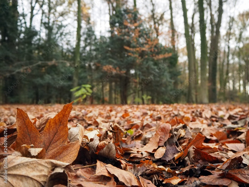 Autumn forrest with red and brown leaves and green tree trunks. Autumn forrest with red and brown leaves and green tree trunks.