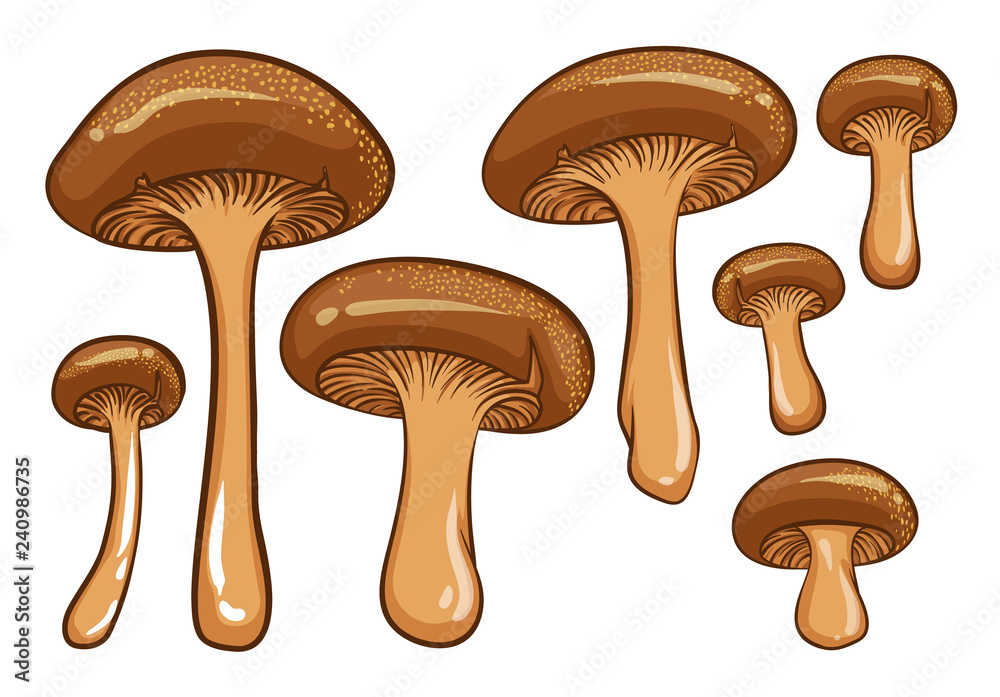 Forest mushrooms. Isolated vector illustrations of brown mushrooms. Forest mushrooms. Isolated vector illustrations of brown mushrooms.