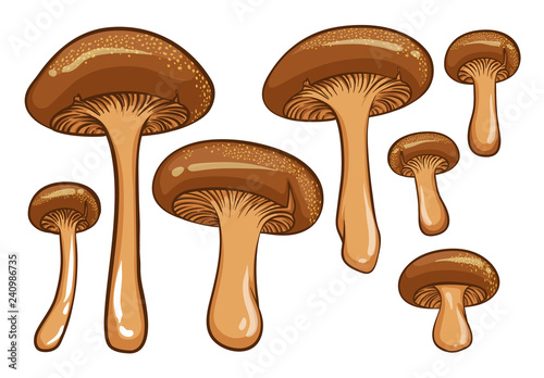 Forest mushrooms. Isolated vector illustrations of brown mushrooms.