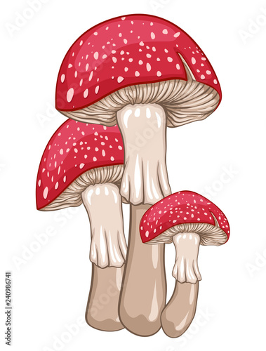 Red amanita mushrooms. Isolated vector illustration.