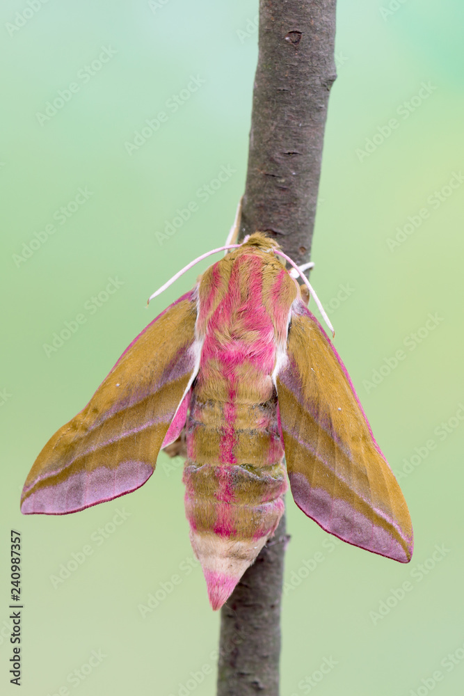 Obraz premium Butterfly - elephant hawk-moth - Deilephila elpenor
