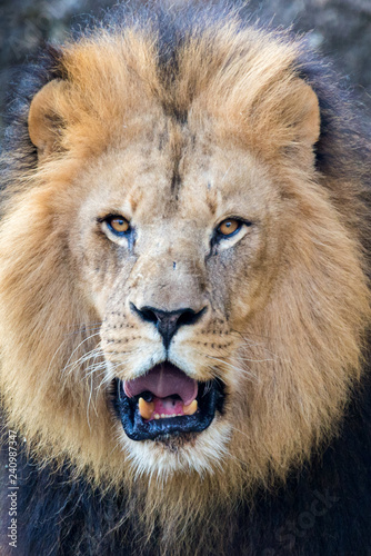 The lion  Panthera leo 