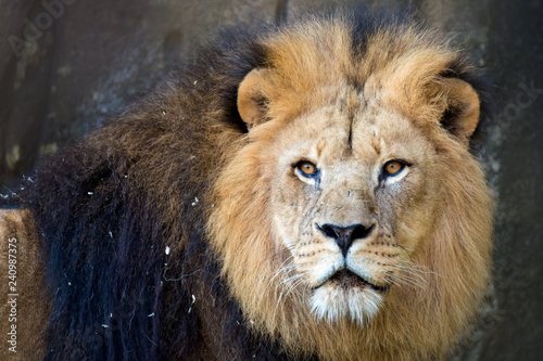 Fototapeta Naklejka Na Ścianę i Meble -  The lion (Panthera leo)