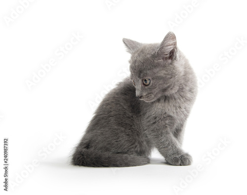 Cute gray kitten on white