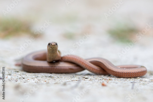 a young Blindworm on ground photo