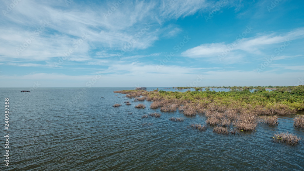 Mangrove Vegetation on Tonle Sap Lake Mangrove Vegetation on Tonle Sap Lake
