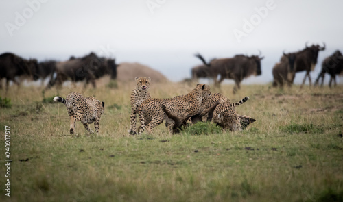 Photography Cheetahs attacking wildebeest