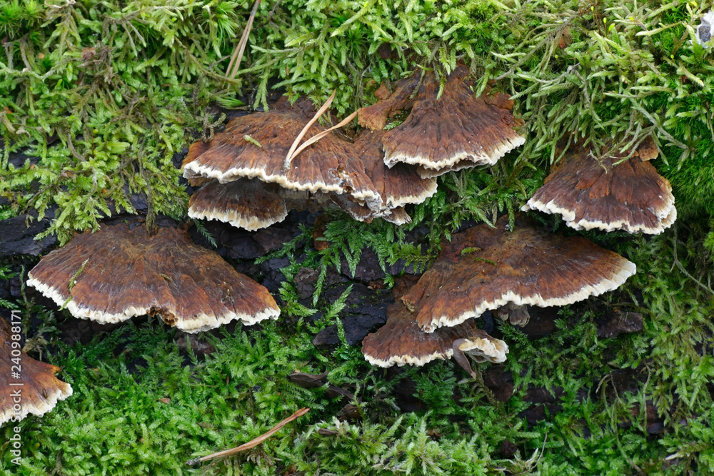 Alder bracket fungus, Mensularia radiata Alder bracket fungus, Mensularia radiata
