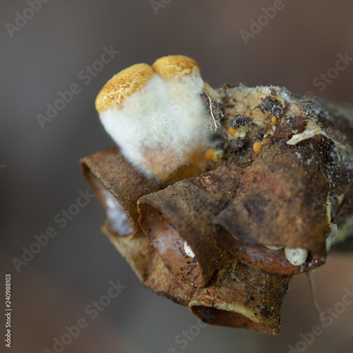 Bird's-nest fungus, Crucibulum laeve, new and old growth photo