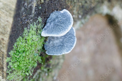 Conifer blueing bracket fungus, Postia caesia photo