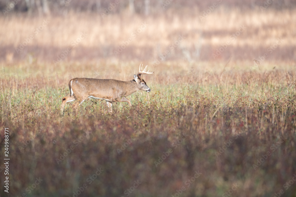 White-tailed deer buck in open meadow White-tailed deer buck in open meadow