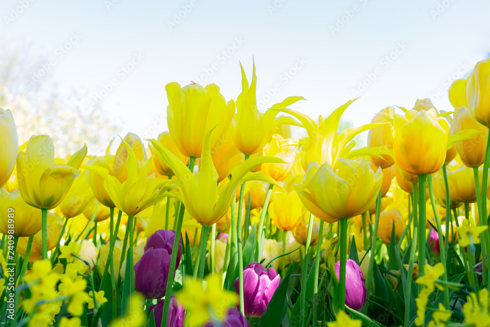 Fototapeta premium Tulips garden flowerbed